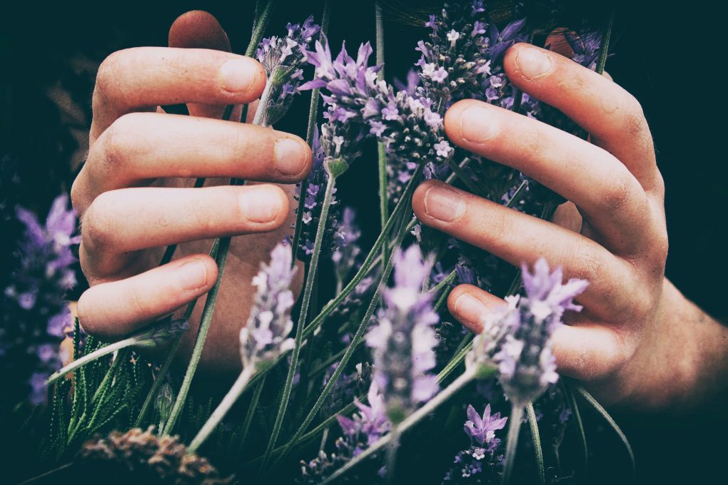 Lavendel er en av de mest kjente, anvendelig eteriske oljene. Dufter fantastisk og har mange egenskaper vi kan dra nytte av.